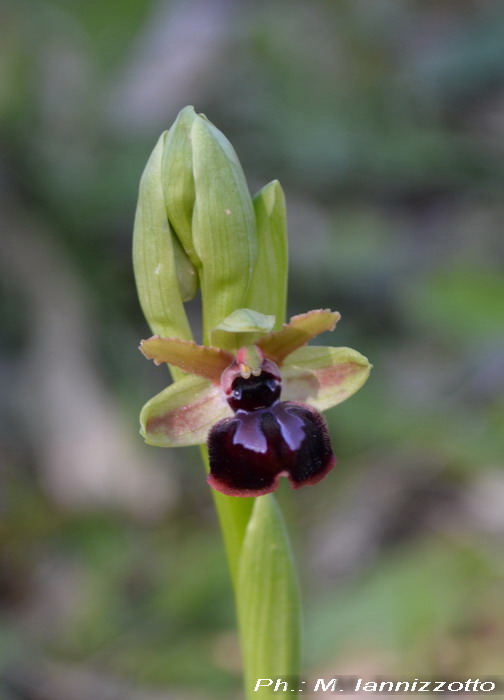 Ophrys passionis subsp. passionis in Montagna Ganzaria (CT)